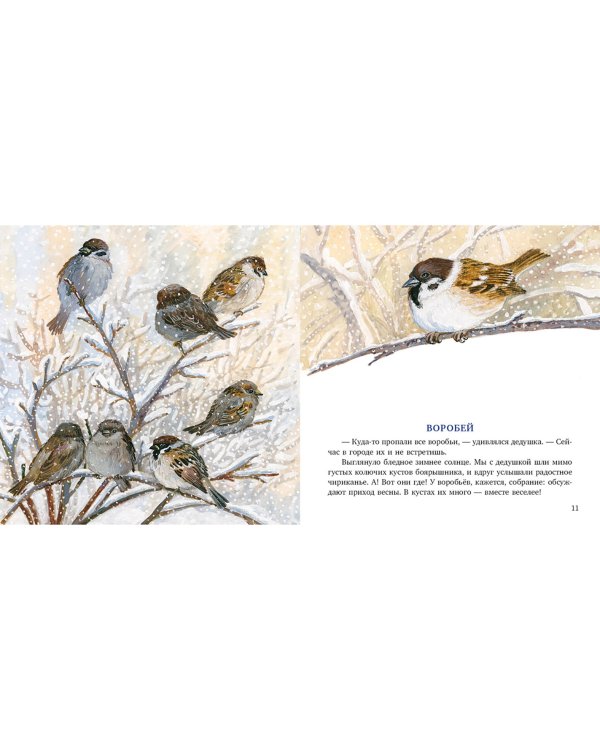 Птицы за окном