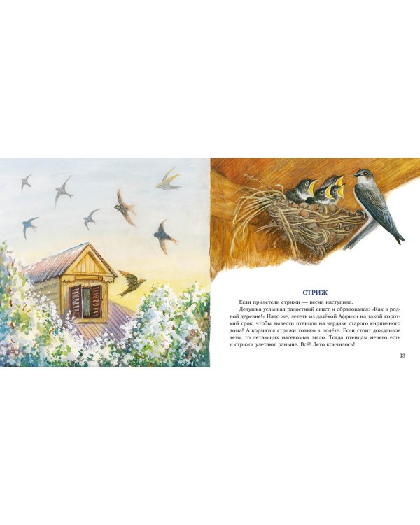 Птицы за окном