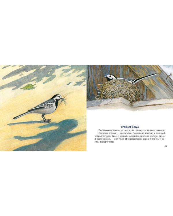 Птицы за окном