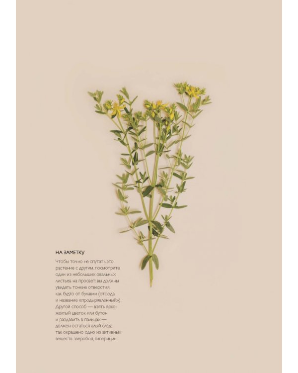 Сила трав. Растения и их свойства для практик очищения, красоты и вдохновения