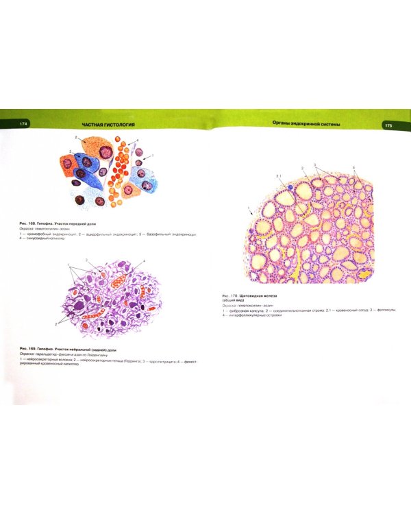 Гистология, цитология и эмбриология. Атлас