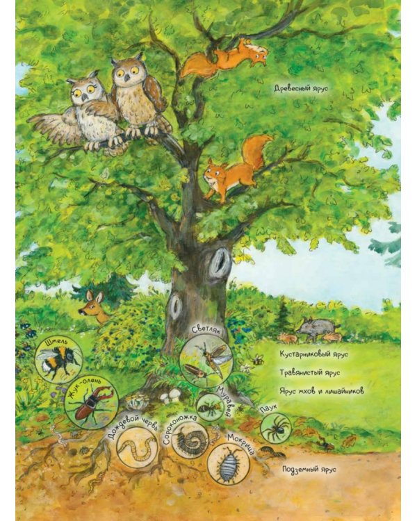 Бобёр Боря-следопыт! Кто прячется в лесу? Книжка подготовишки