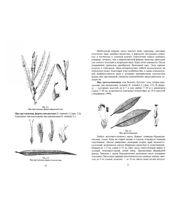 Плантационное выращивание лозовых ив. Учебное пособие для СПО