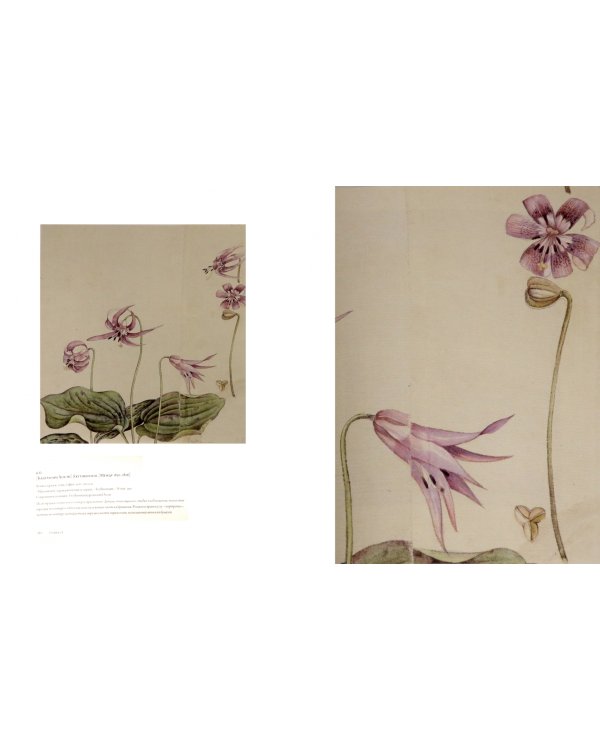 Рисованная Японская Флора доктора Зибольда и ее 200-летняя история