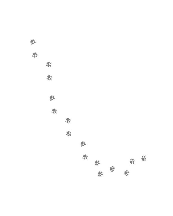 Кошка. Полное руководство по воспитанию и уходу