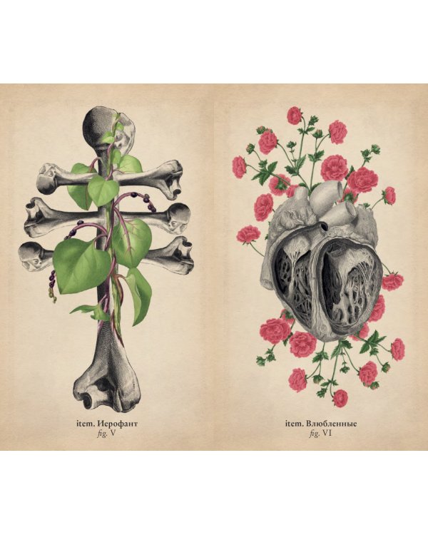 Antique Anatomy Tarot. Таро античной анатомии