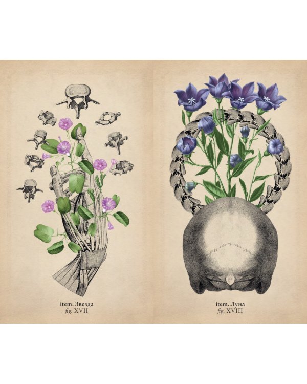 Antique Anatomy Tarot. Таро античной анатомии