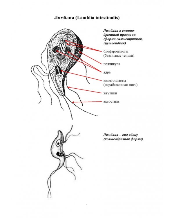 Медицинская паразитология. Атлас. Учебное пособие