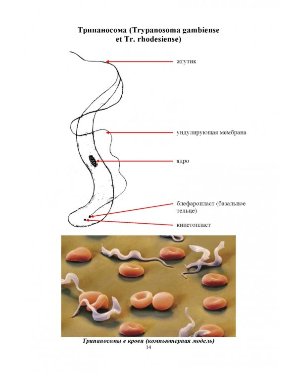 Медицинская паразитология. Атлас. Учебное пособие