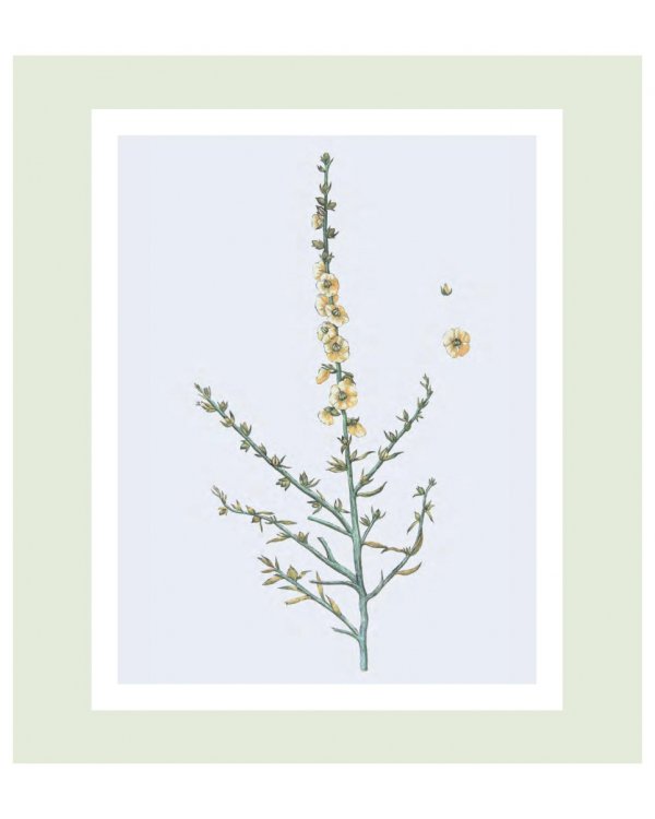 Flora Georgica.Гербарий на фарфоре