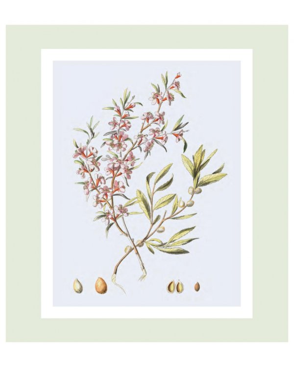 Flora Georgica.Гербарий на фарфоре