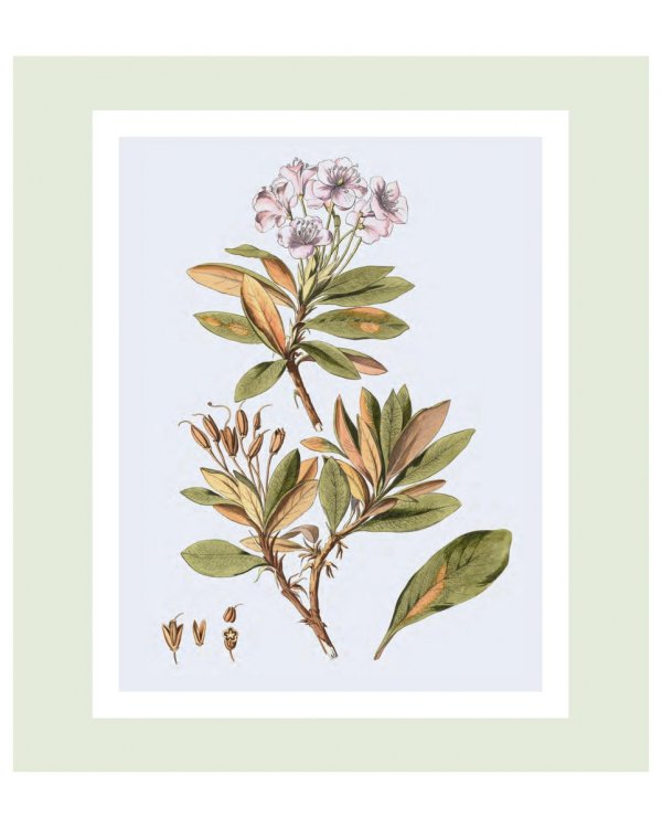 Flora Georgica.Гербарий на фарфоре