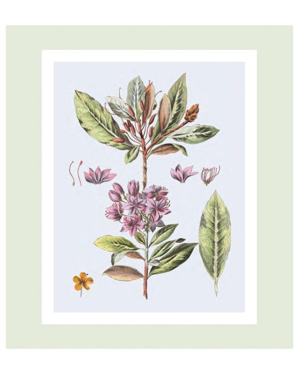 Flora Georgica.Гербарий на фарфоре