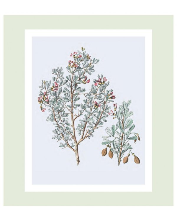 Flora Georgica.Гербарий на фарфоре