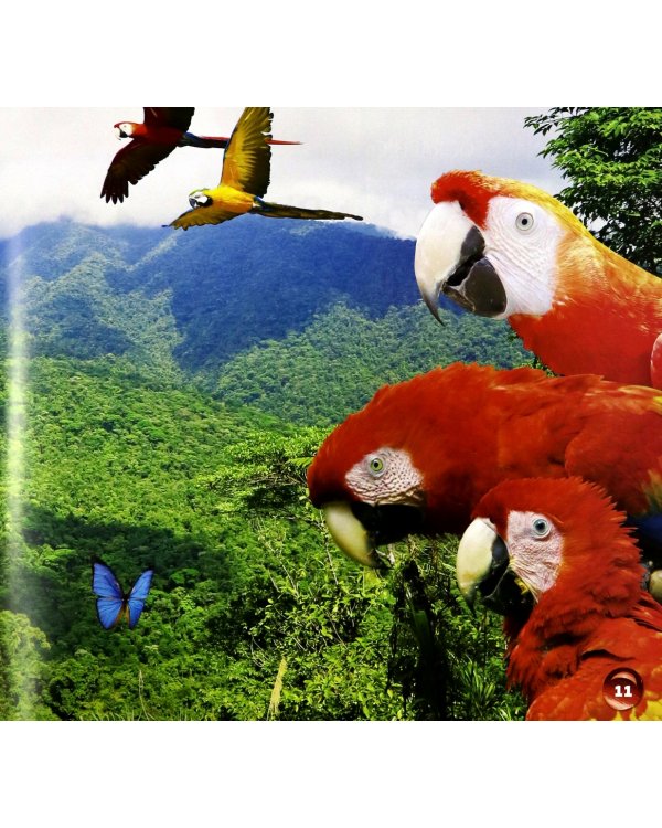 Our World 1: Big Rdr - Where are the Animals? (BrE)