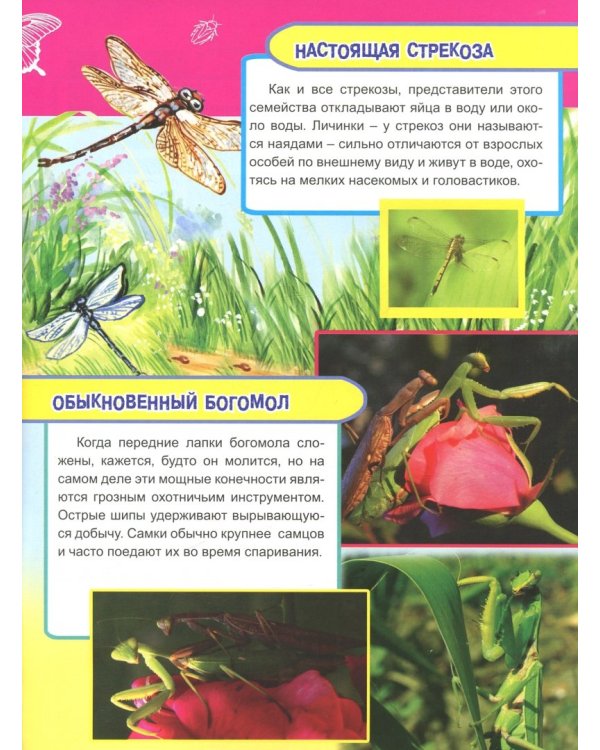 Насекомые и рыбы Европы