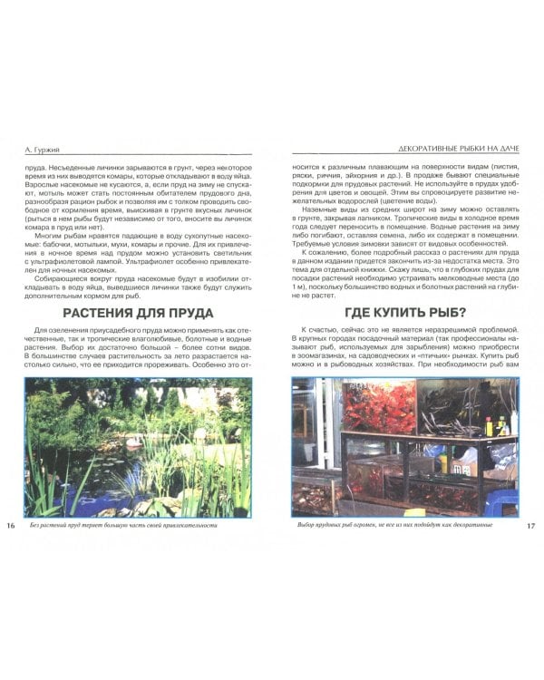 Декоративные рыбки на даче