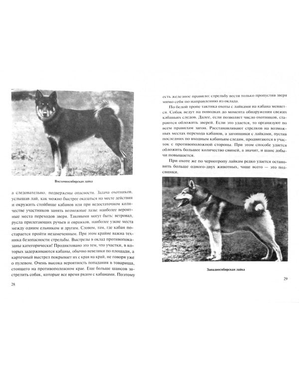 Охота на кабана