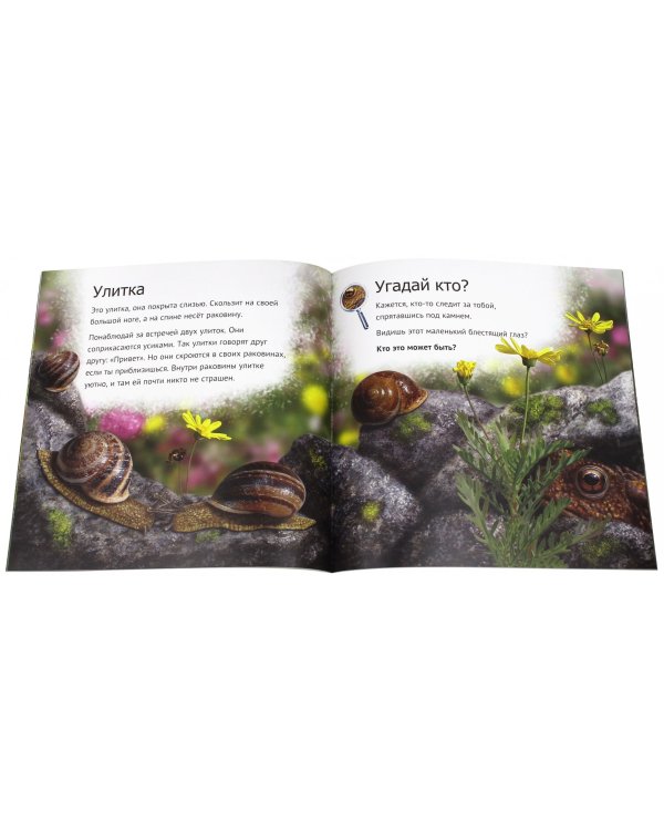 Кто живет у нас на даче. От мала до велика