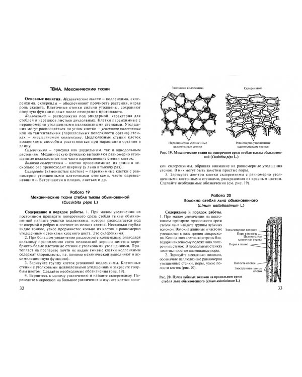 Практикум по анатомии и морфологии высших растений. Учебное пособие
