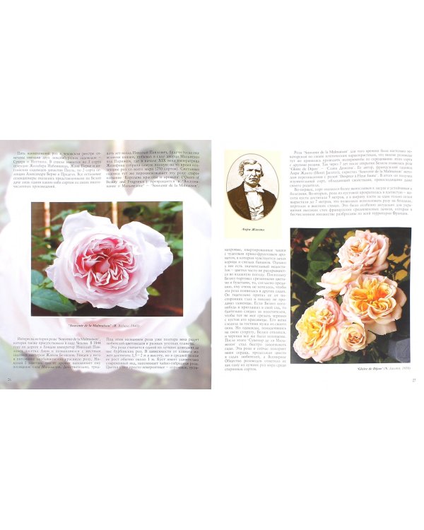 Розы Белой дачи А.П.Чехова