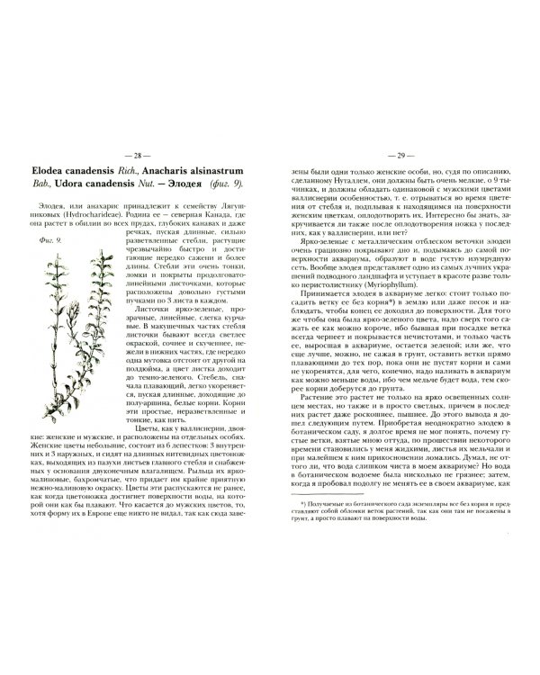 Водяные растения для аквариумов комнатных, садовых