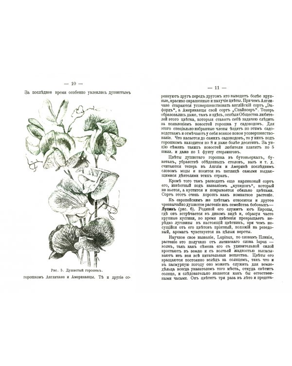 Наши садовые цветы, овощи и плоды. Их история, роль