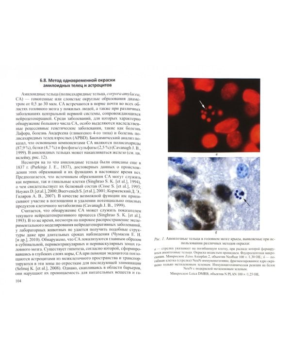 Молекулярная нейроморфология