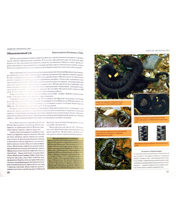 Атлас-определитель. Змеи. Виды фауны России