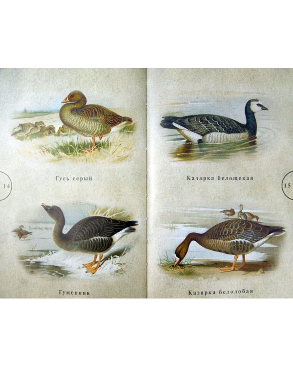 Охота на водоплавающую дичь