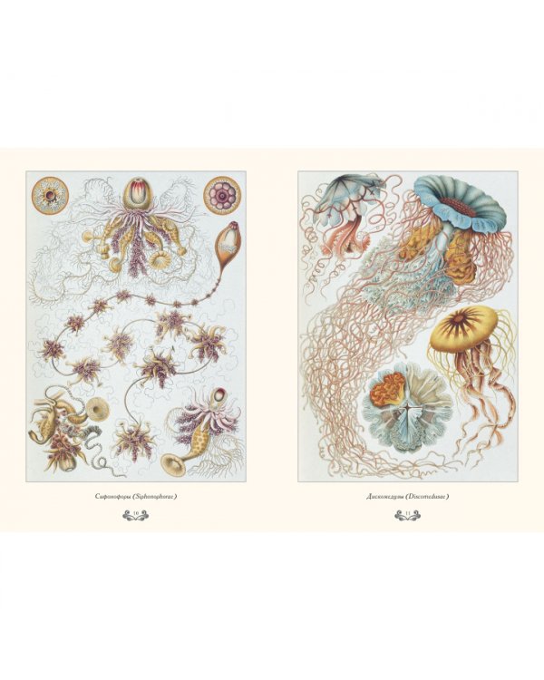 Красота форм в природе. Э. Геккель