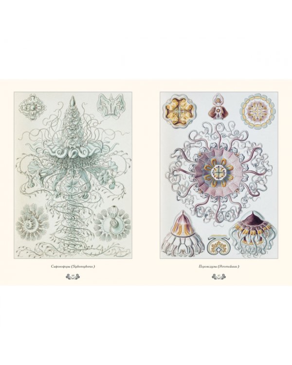 Красота форм в природе. Э. Геккель