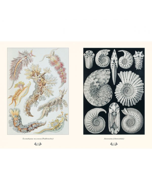 Красота форм в природе. Э. Геккель