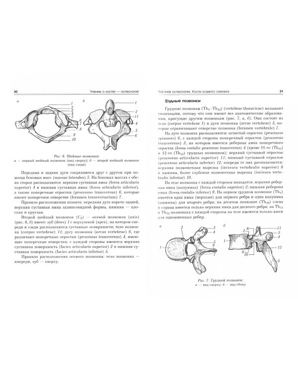 Анатомия опорно-двигательного аппарата