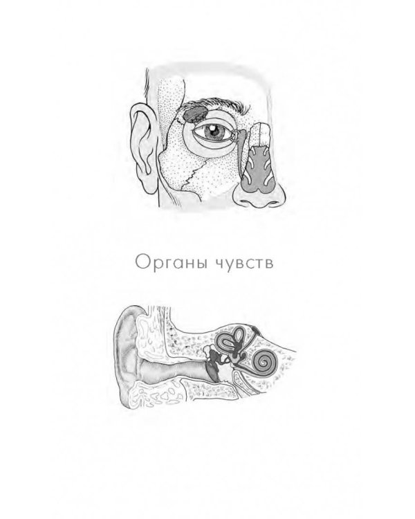 Анатомия. Руководство к занятиям. Учебное пособие