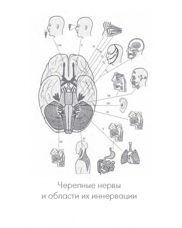 Анатомия. Руководство к занятиям. Учебное пособие