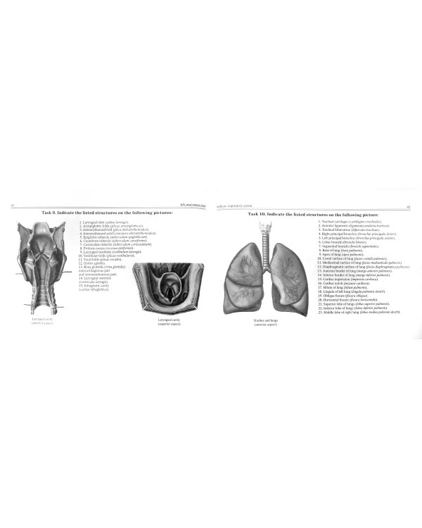 Спланхнология. Рабочая тетрадь к учебным пособия на английском языке