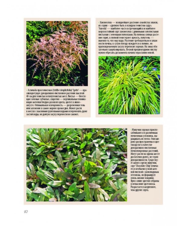 Прекрасный сад моей мечты