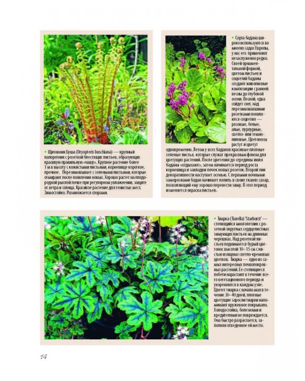 Прекрасный сад моей мечты