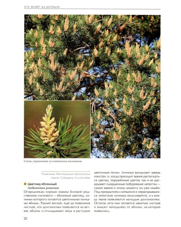 Лесные насекомые