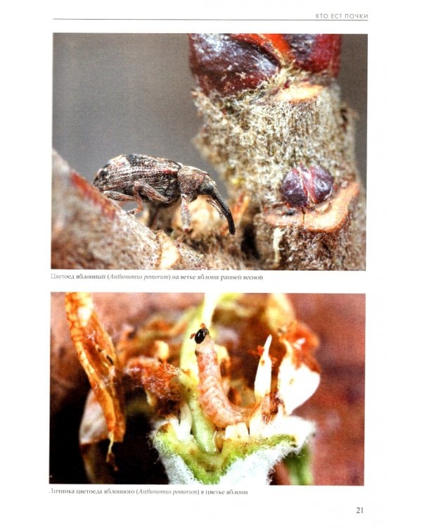 Лесные насекомые