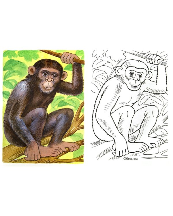 Первые уроки. Раскраска "Животные жарких стран"