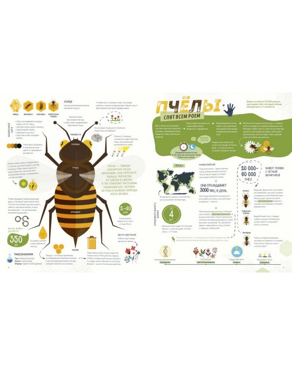 Как спит пчела? Удивительные факты о животных и их суперспособностях