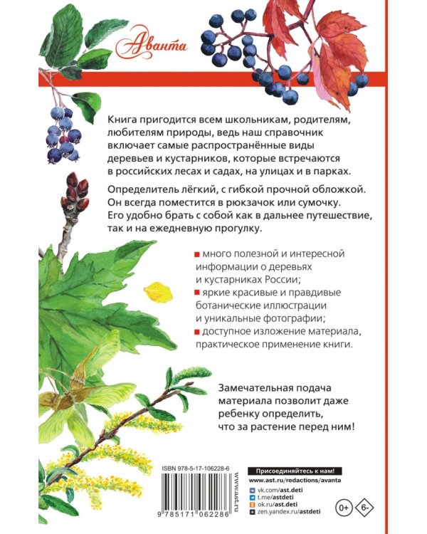 Деревья и кустарники России. Определитель