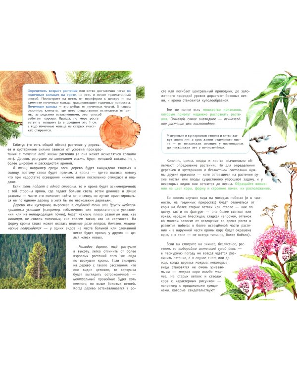 Деревья и кустарники России. Определитель