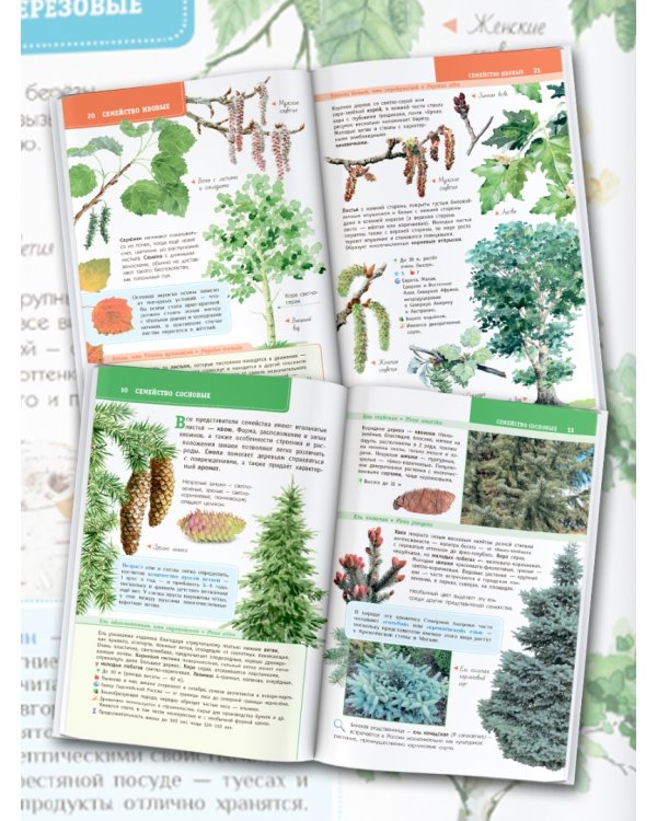 Деревья и кустарники России. Определитель