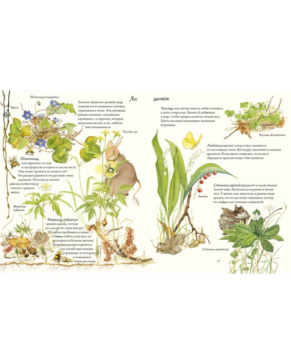 Цветочная книга шмеля