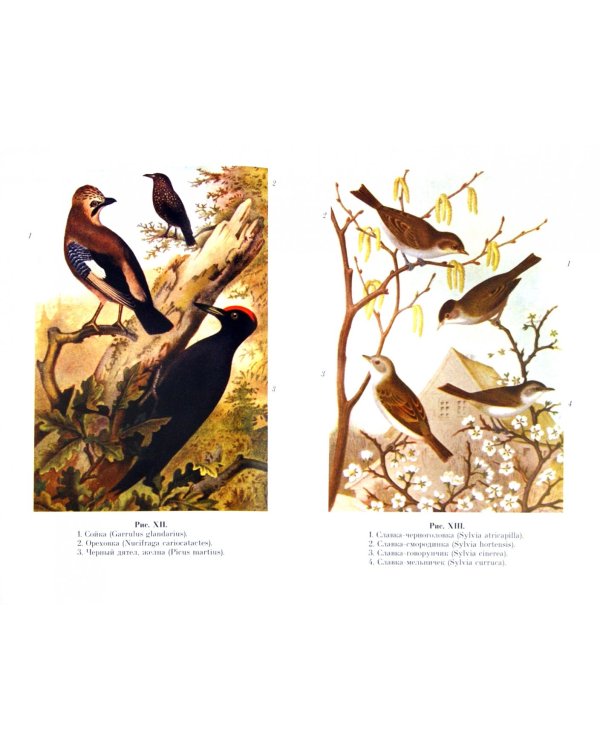 Из царства пернатых. Популярные очерки из мира русских птиц