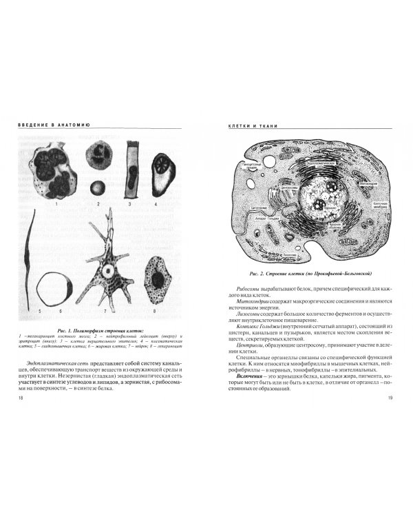Анатомия человека (с основами динамической и спортивной морфологии). Учебник