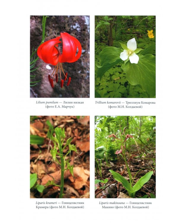 Флора национального парка «Земля леопарда» (сосудистые растения)